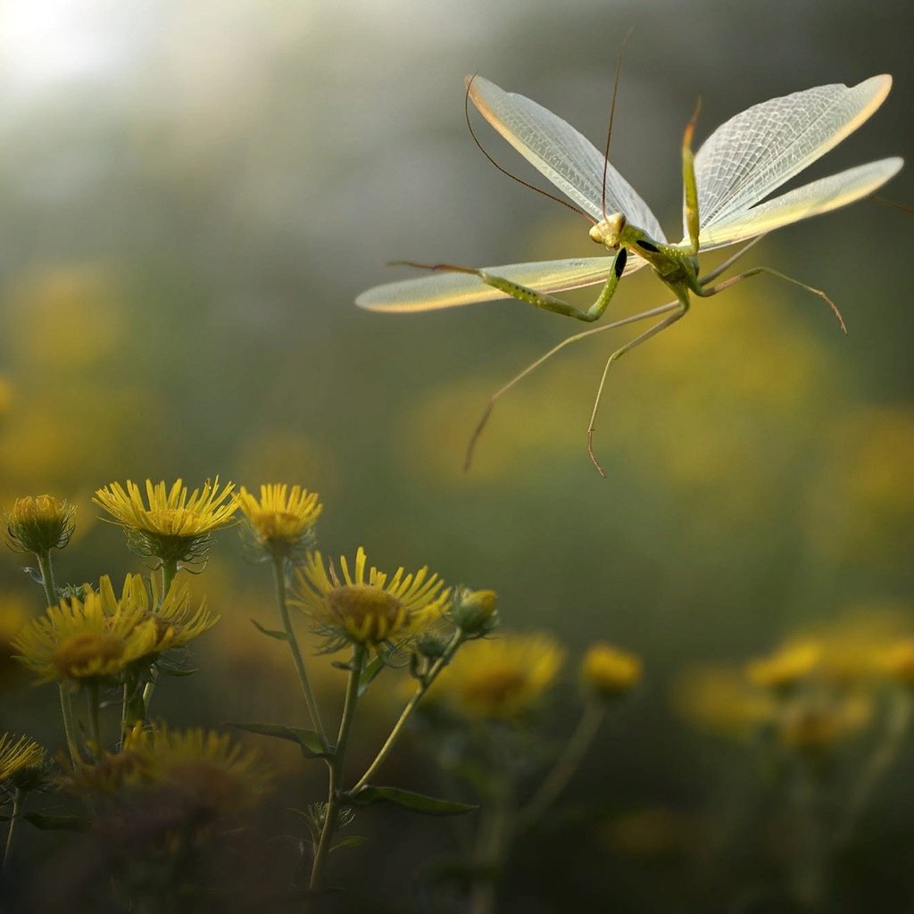 Обои цветы, природа, макро, насекомое, богомол, roberto aldrovandi, flowers, nature, macro, insect, mantis разрешение 2000x1334 Загрузить