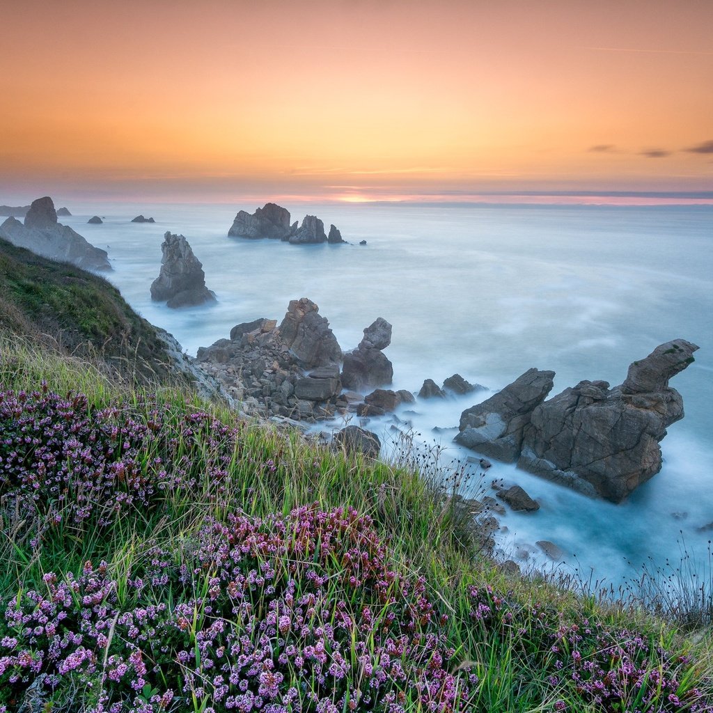 Обои цветы, скалы, берег, море, flowers, rocks, shore, sea разрешение 2048x1366 Загрузить