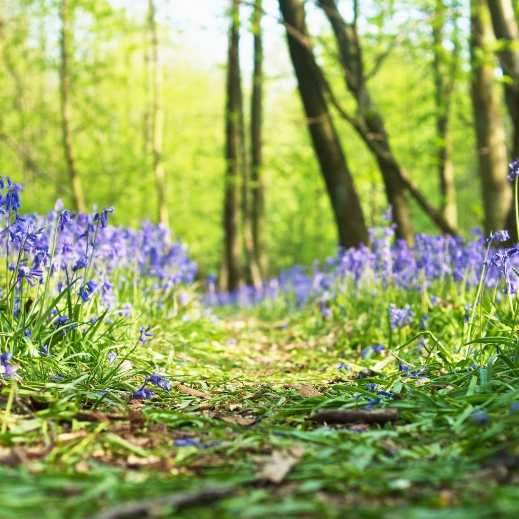 Обои цветы, трава, лес, весна, flowers, grass, forest, spring разрешение 2880x1800 Загрузить