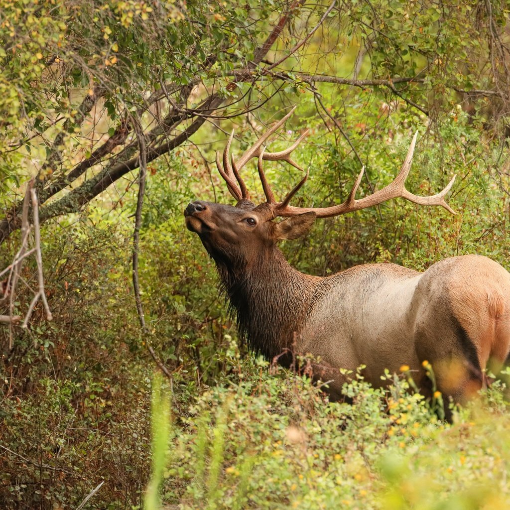 Обои деревья, лес, олень, ветки, кусты, листва, заросли, trees, forest, deer, branches, the bushes, foliage, thickets разрешение 5958x3900 Загрузить