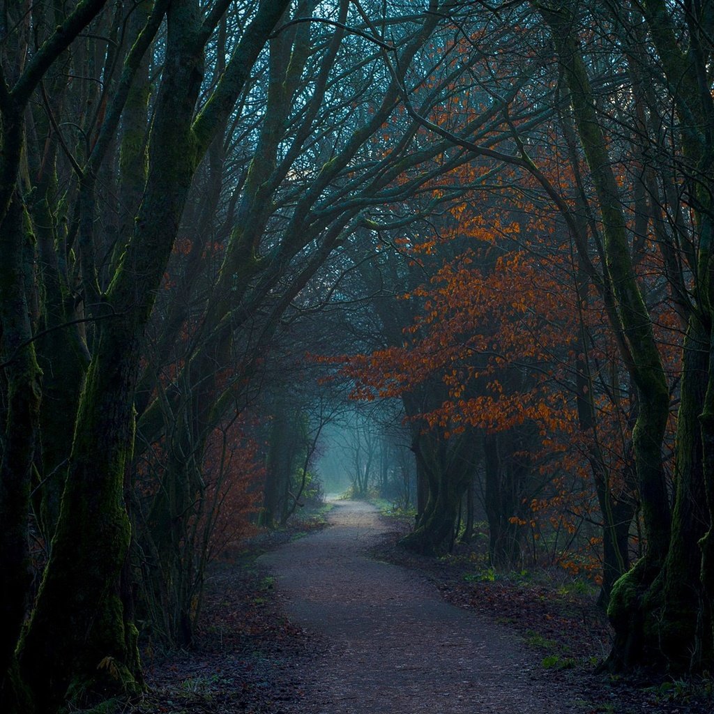 Обои деревья, природа, лес, тропинка, шотландия, trees, nature, forest, path, scotland разрешение 1920x1080 Загрузить