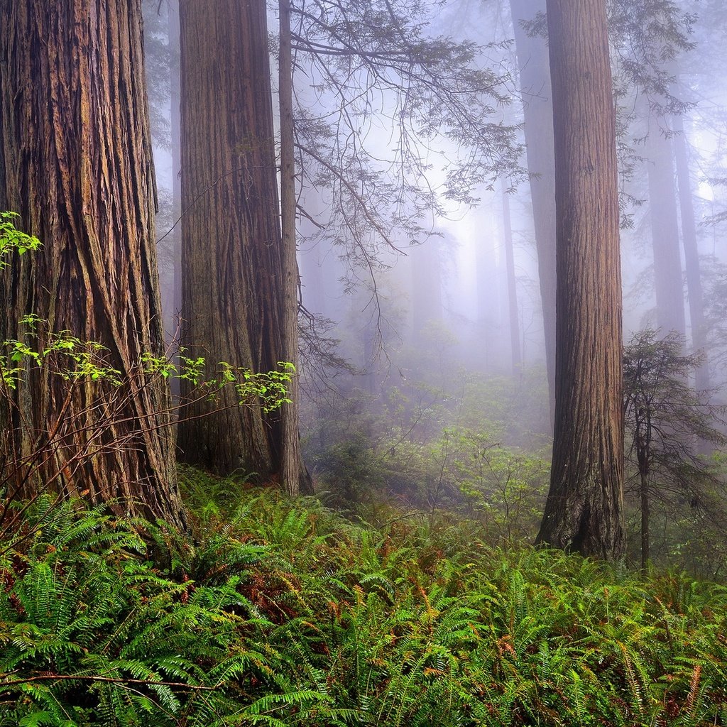 Обои деревья, природа, лес, туман, сша, калифорния, национальный парк редвуд, trees, nature, forest, fog, usa, ca разрешение 1920x1200 Загрузить