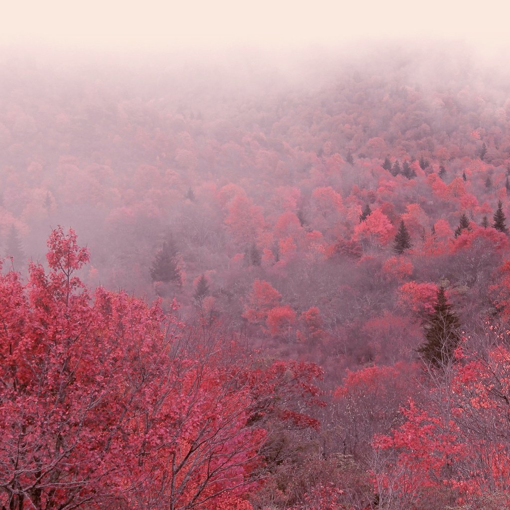 Обои деревья, утро, туман, осень, trees, morning, fog, autumn разрешение 3840x2160 Загрузить