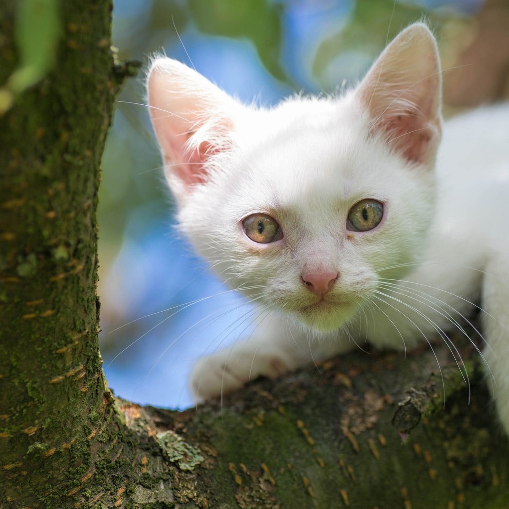 Обои дерево, кот, мордочка, кошка, взгляд, котенок, белый, на дереве, tree, cat, muzzle, look, kitty, white, on the tree разрешение 2048x1280 Загрузить