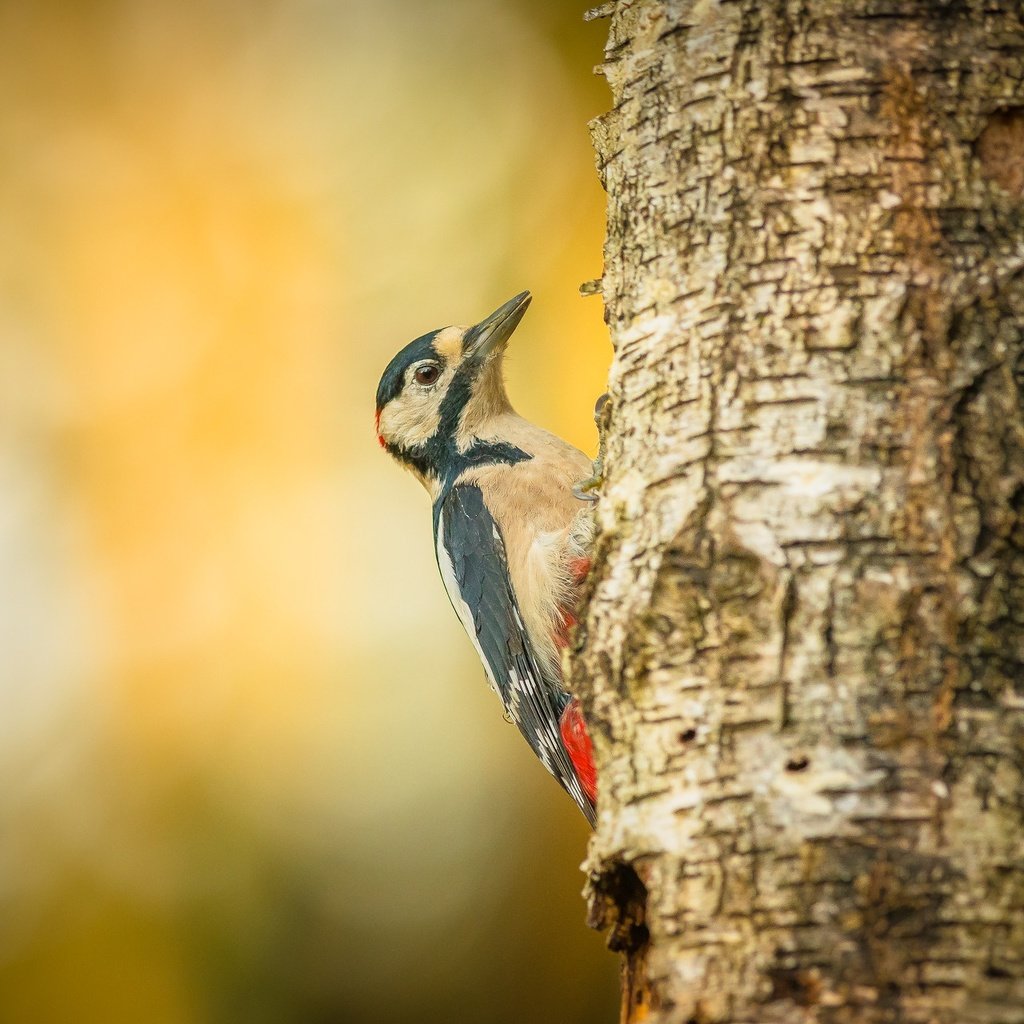 Обои дерево, птица, дятел, tree, bird, woodpecker разрешение 1920x1280 Загрузить