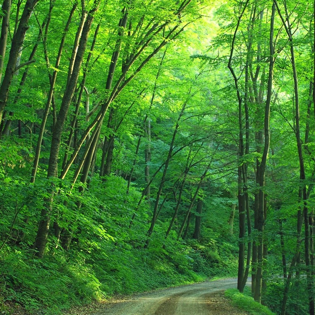 Обои дорога, деревья, лес, лето, road, trees, forest, summer разрешение 1920x1200 Загрузить