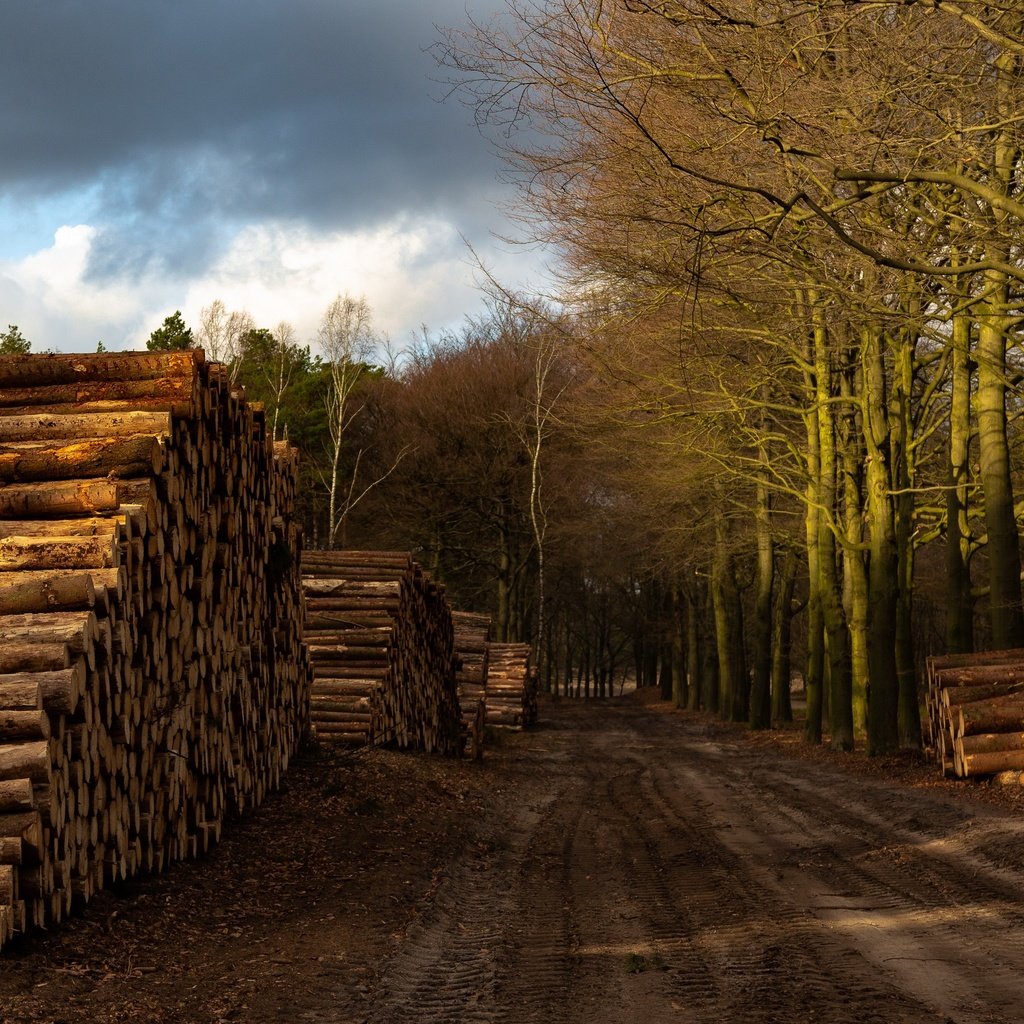 Обои дорога, лес, дрова, road, forest, wood разрешение 3840x2160 Загрузить