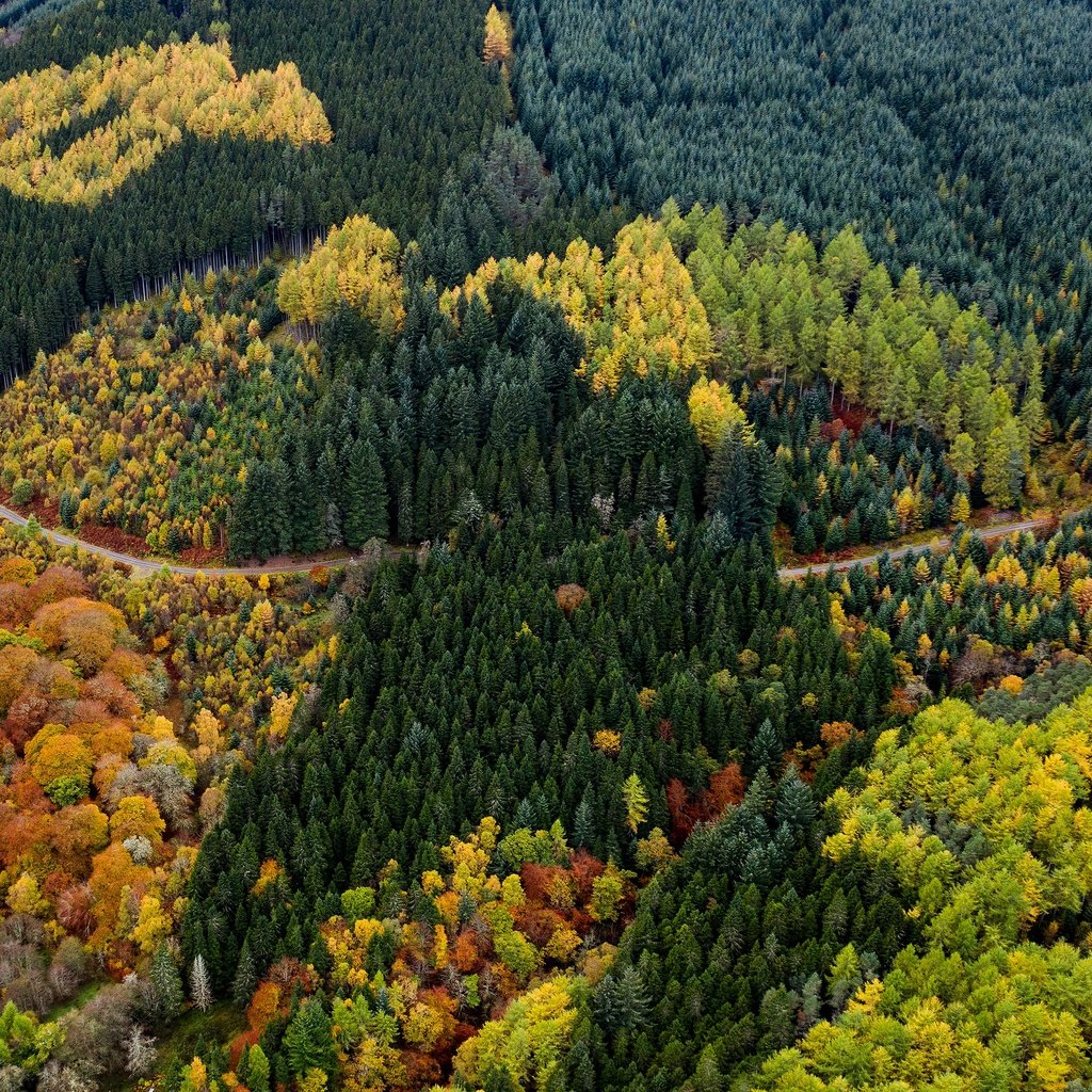 Обои дорога, лес, вид, осень, красота, краски осени, вид с высоты, road, forest, view, autumn, beauty, the colors of autumn, the разрешение 3840x2160 Загрузить