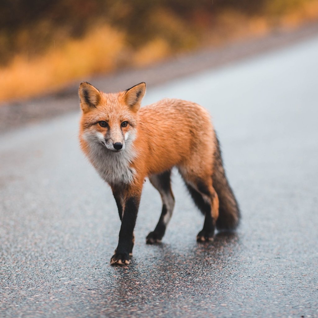 Обои дорога, мордочка, взгляд, лиса, лисица, размытый фон, road, muzzle, look, fox, blurred background разрешение 2400x1600 Загрузить