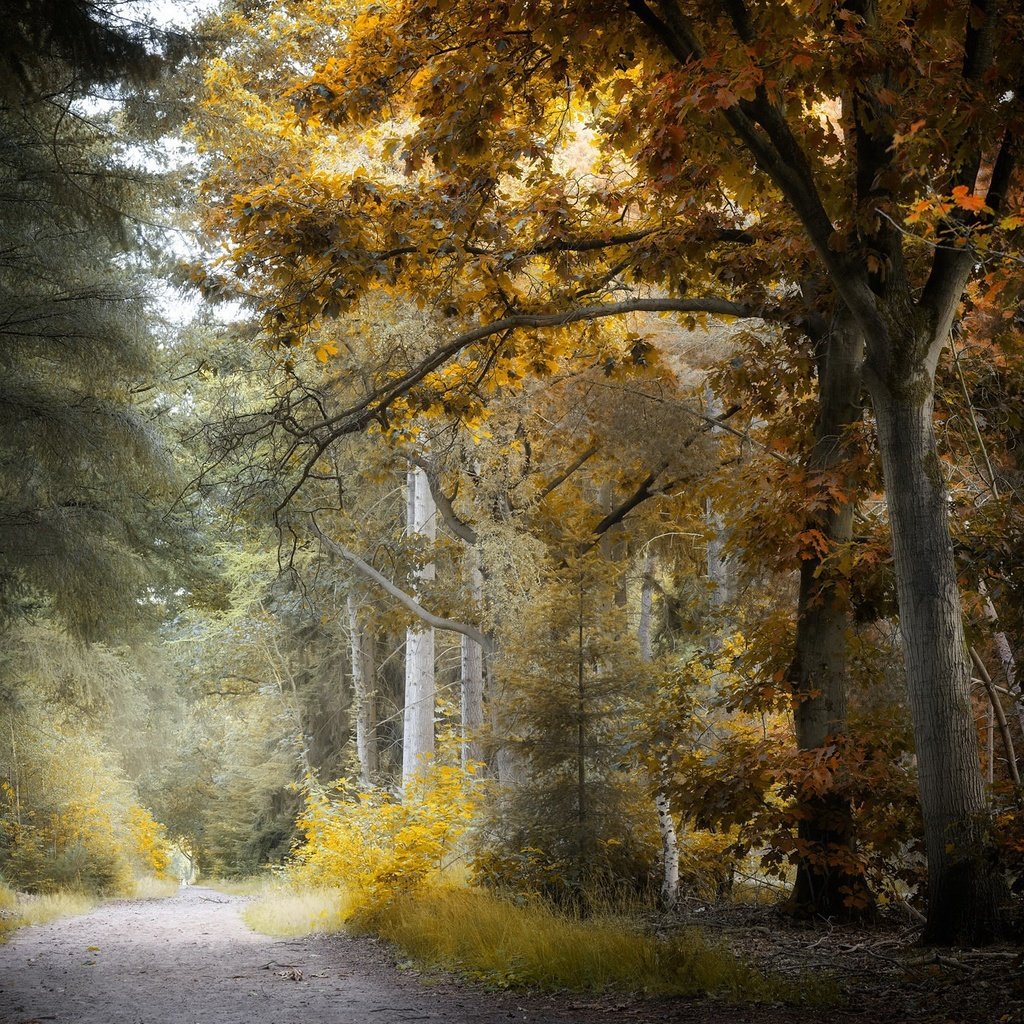 Обои дорога, парк, осень, road, park, autumn разрешение 2048x1300 Загрузить