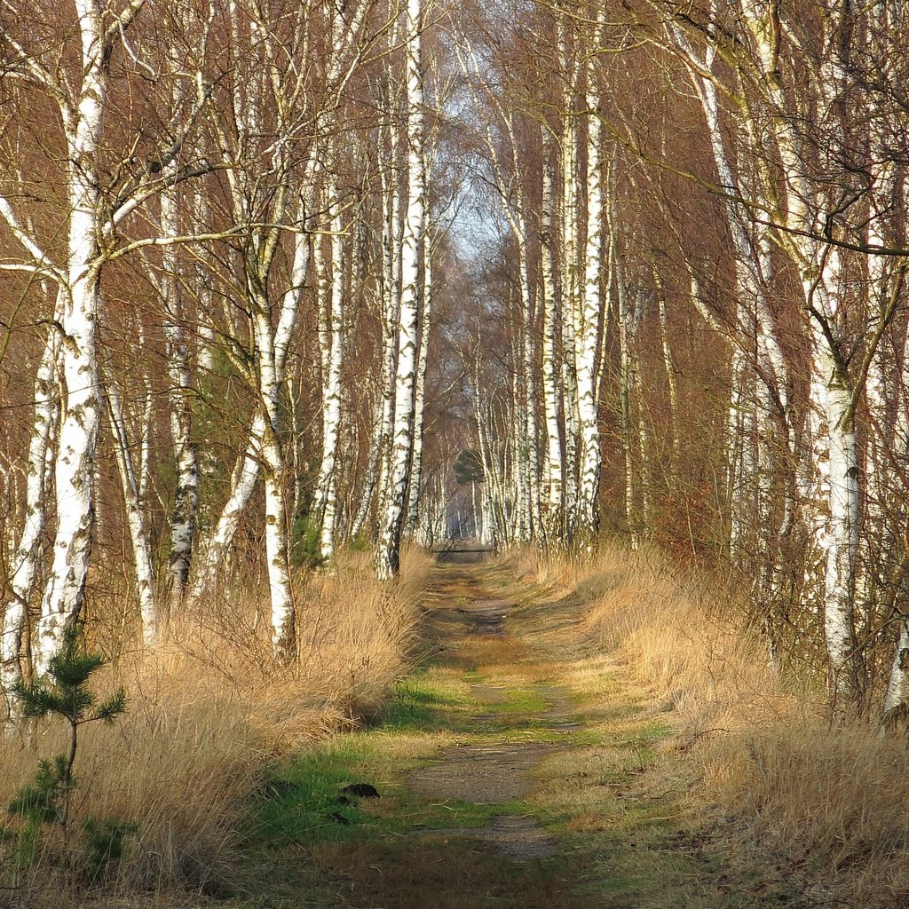 Обои дорога, природа, березы, road, nature, birch разрешение 3840x2160 Загрузить