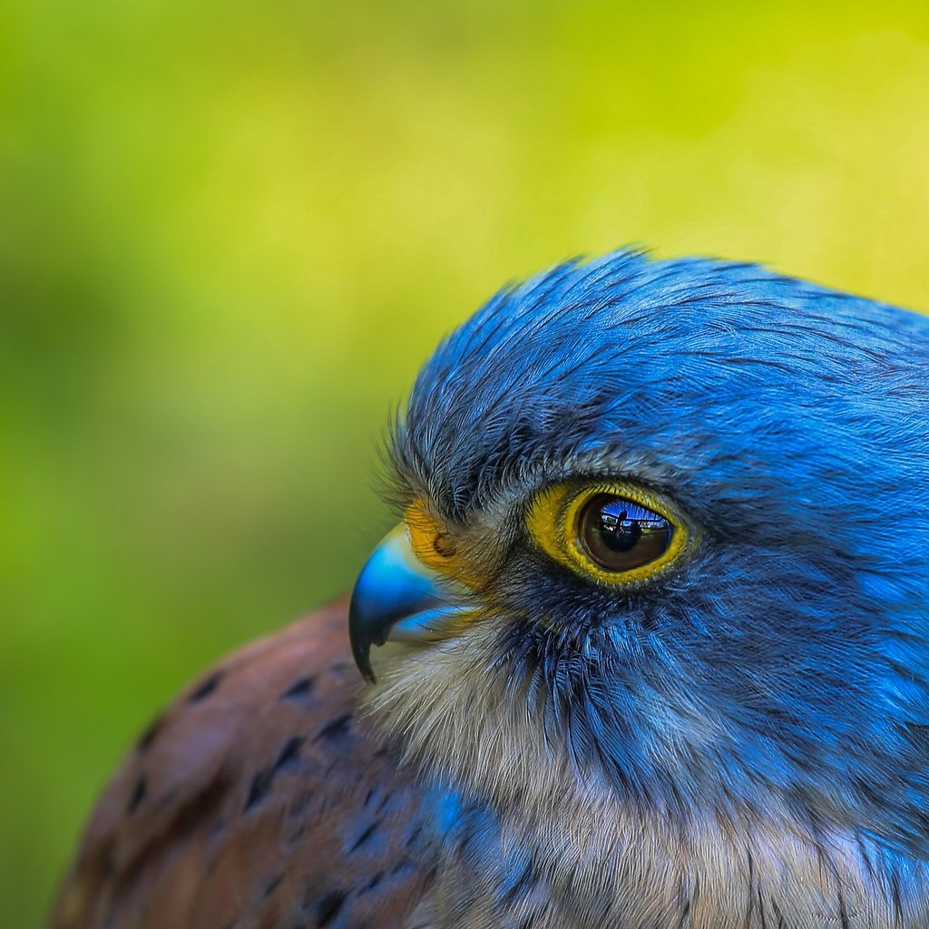 Обои фон, портрет, взгляд, птица, сокол, background, portrait, look, bird, falcon разрешение 2048x1365 Загрузить