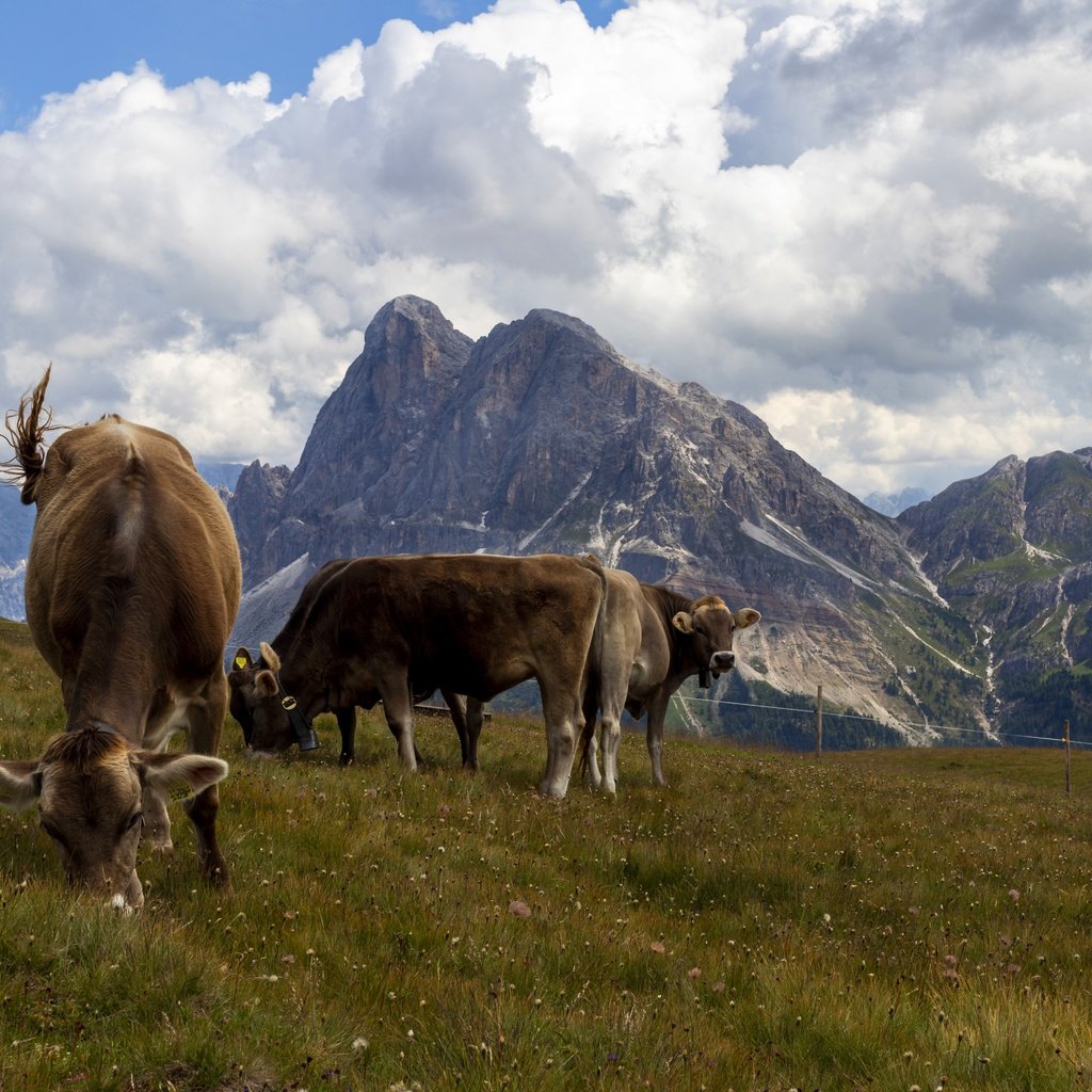 Обои горы, пастбище, коровы, mountains, pasture, cows разрешение 6000x4000 Загрузить