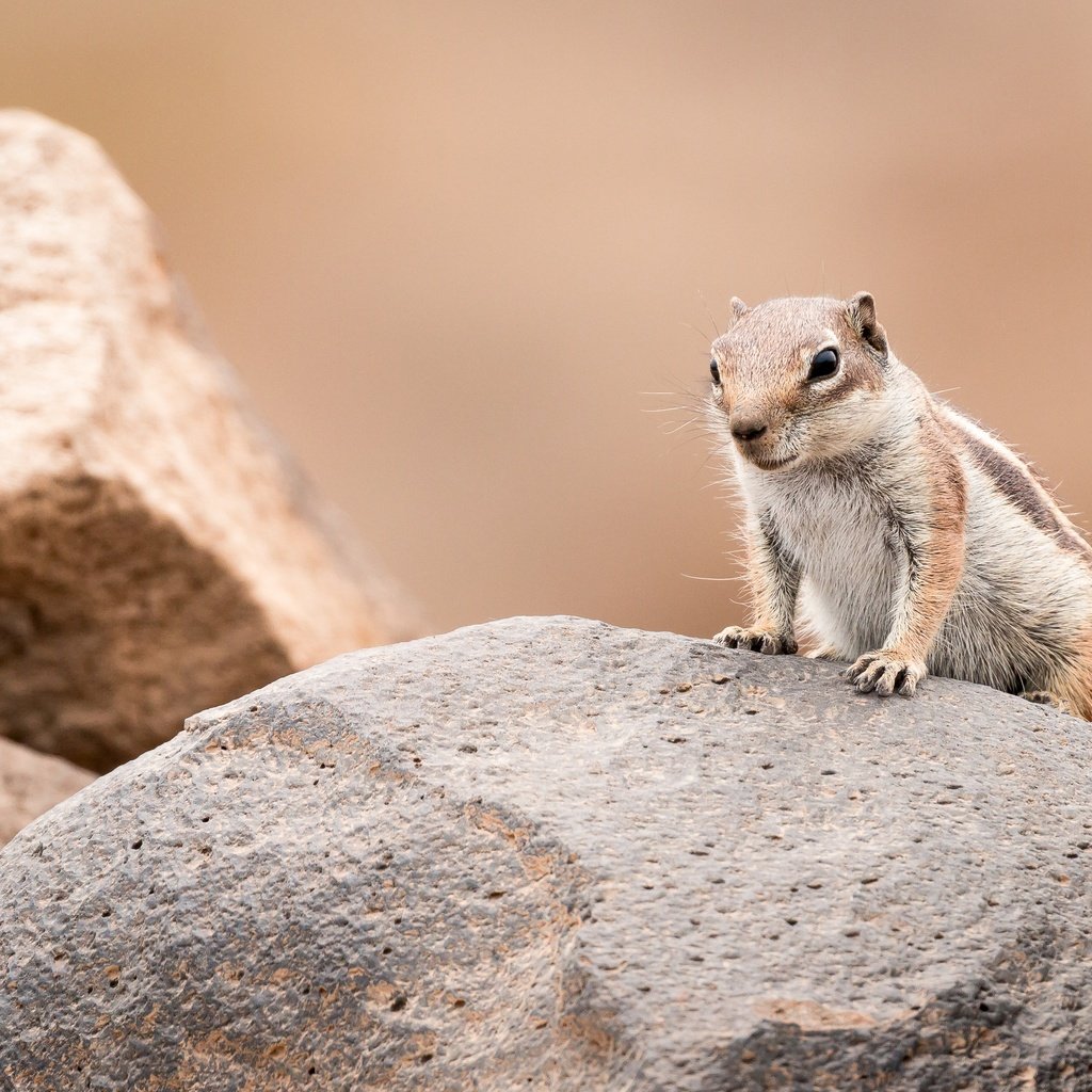 Обои камни, фон, поза, взгляд, суслик, золотистый суслик, stones, background, pose, look, gopher разрешение 3598x2399 Загрузить