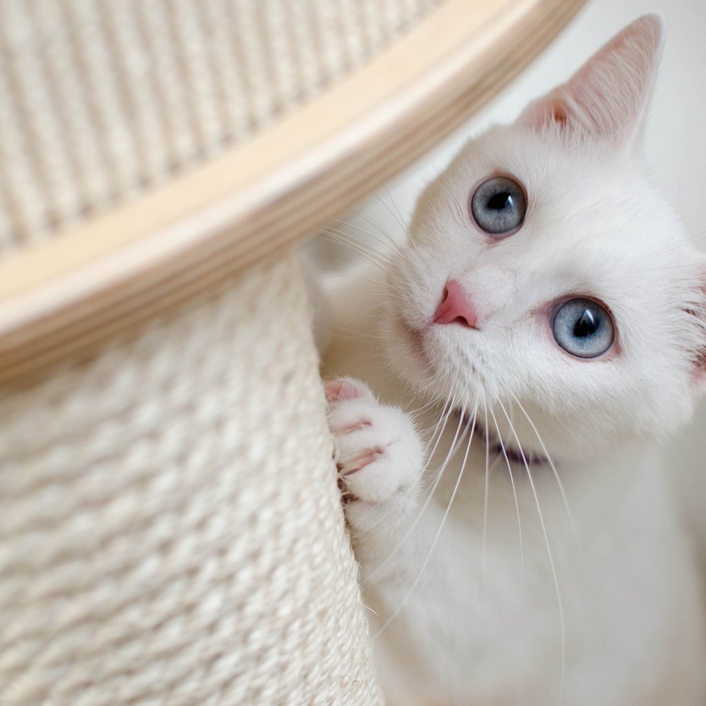 Обои кот, кошка, взгляд, ошейник, голубые глаза, cat, look, collar, blue eyes разрешение 4928x3264 Загрузить