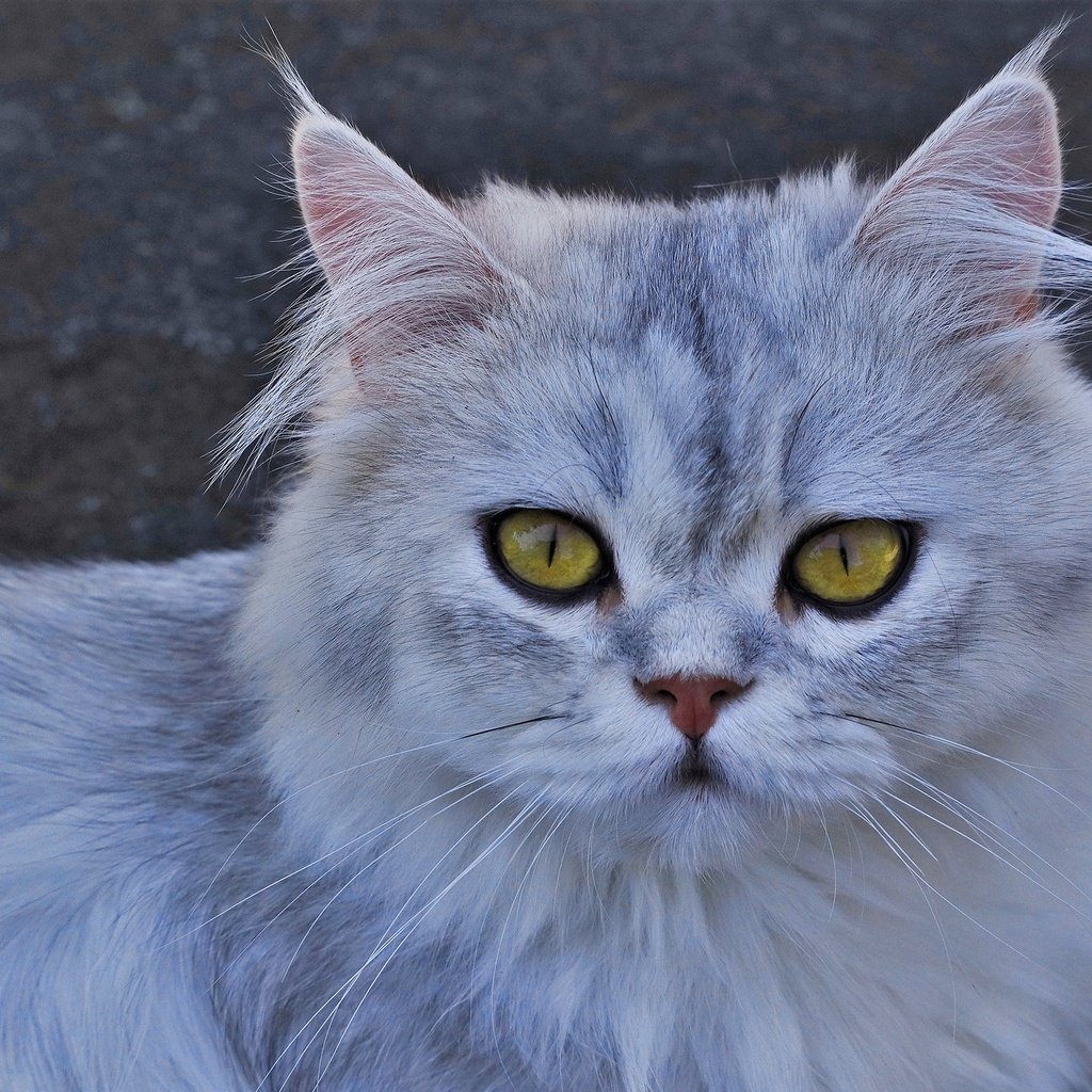 Обои кот, кошка, взгляд, желтые глаза, cat, look, yellow eyes разрешение 2560x1651 Загрузить