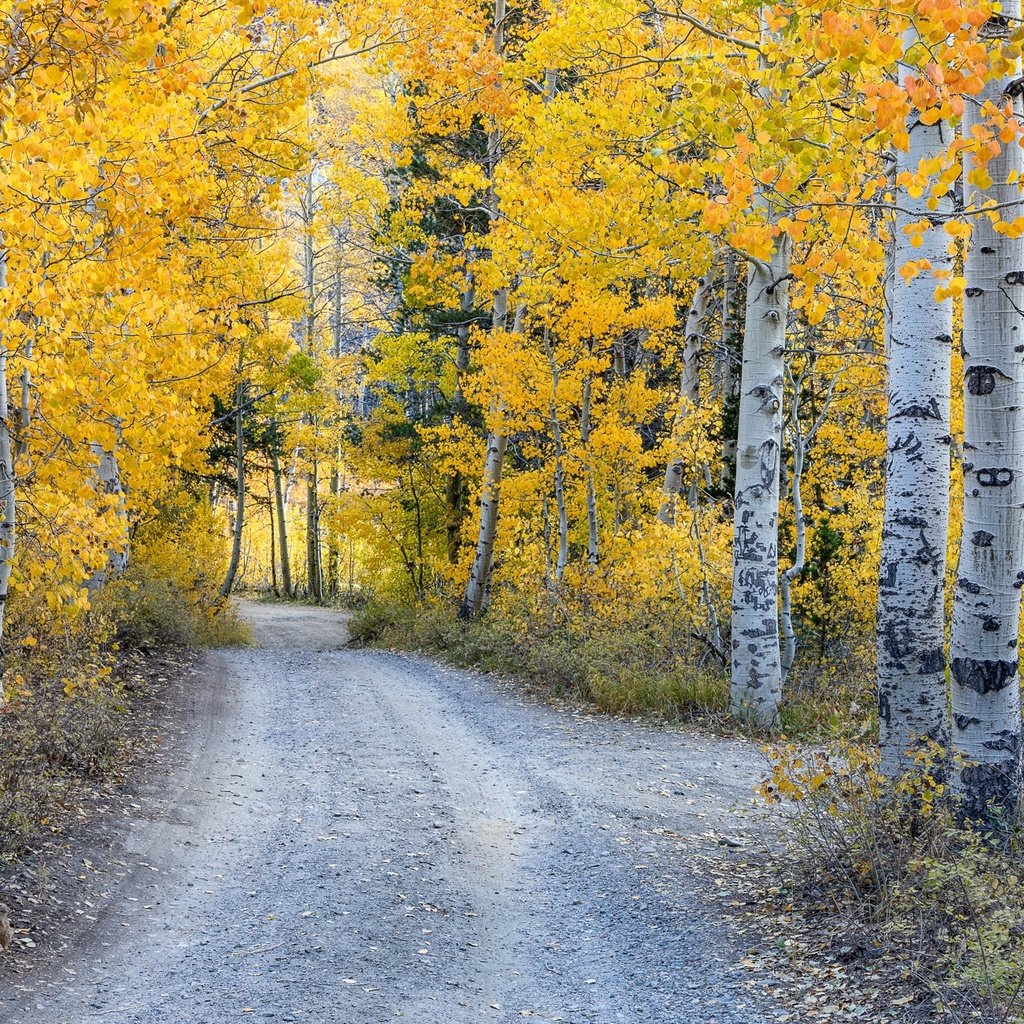 Обои лес, осень, forest, autumn разрешение 2048x1300 Загрузить