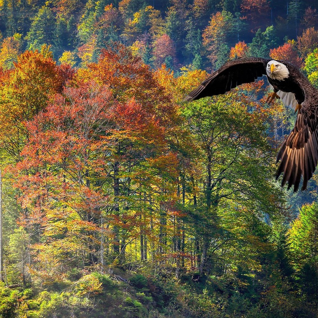 Обои лес, полет, осень, рендеринг, белоголовый орлан, forest, flight, autumn, rendering, bald eagle разрешение 2560x1440 Загрузить