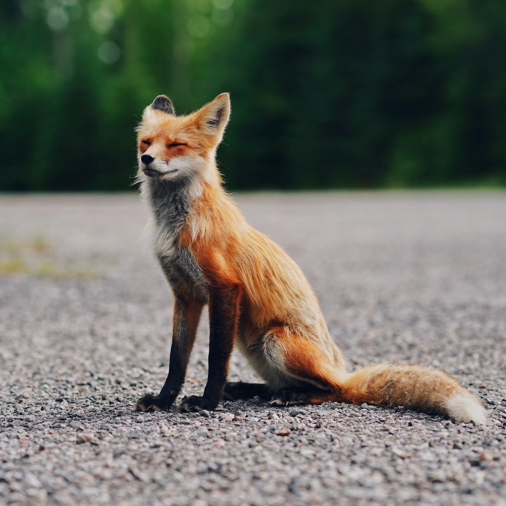 Обои лиса, сидит, асфальт, fox, sitting, asphalt разрешение 2400x1600 Загрузить