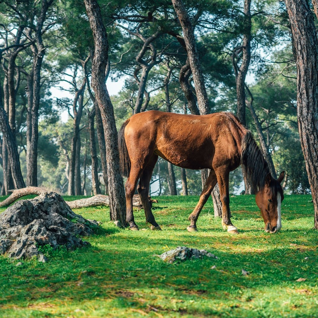 Обои лошадь, деревья, природа, лес, стволы, конь, horse, trees, nature, forest, trunks разрешение 6000x4000 Загрузить