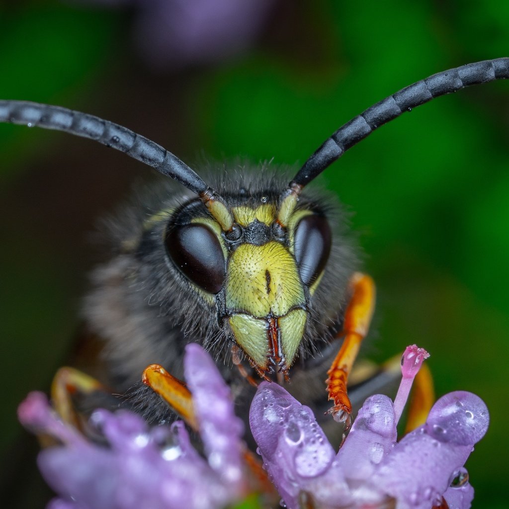 Обои макро, цветок, капли, взгляд, темный фон, усики, пчела, шершень, macro, flower, drops, look, the dark background, antennae, bee, hornet разрешение 4361x2639 Загрузить