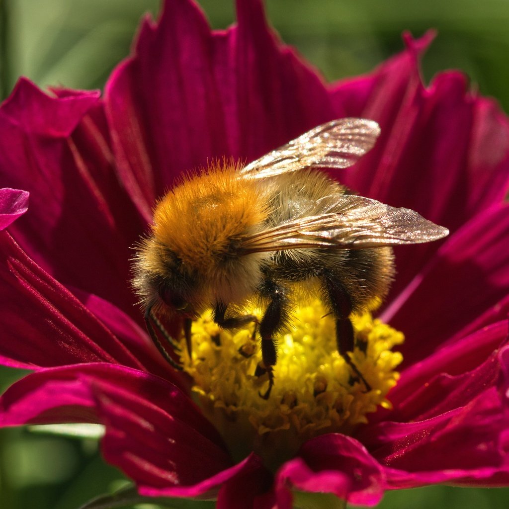 Обои макро, цветок, лето, пчела, macro, flower, summer, bee разрешение 6000x3368 Загрузить