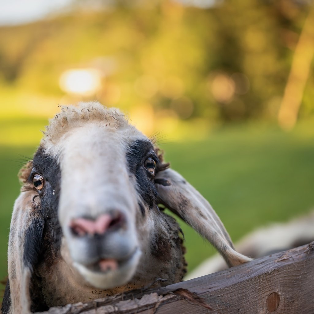 Обои морда, фон, овца, face, background, sheep разрешение 6144x4101 Загрузить