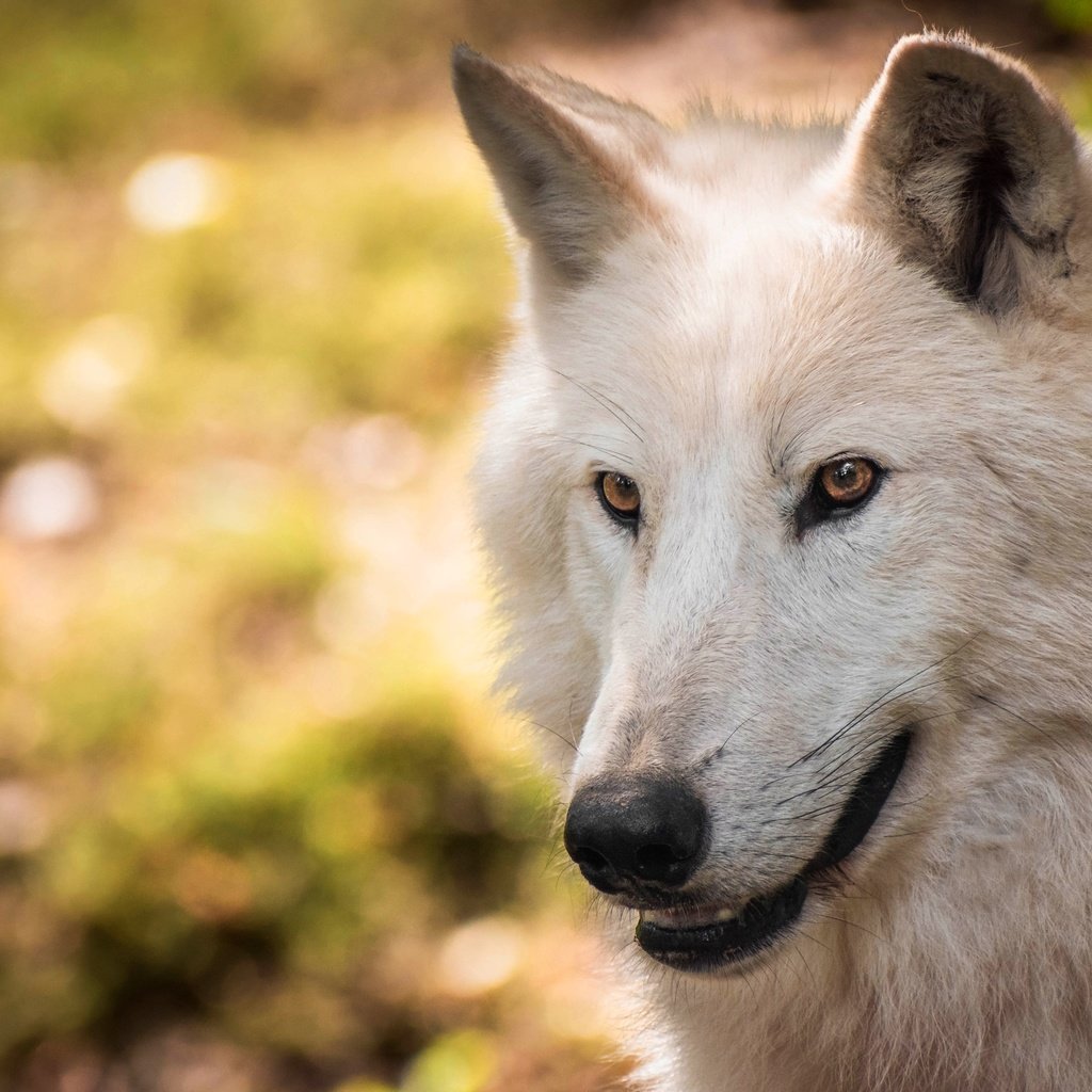 Обои морда, портрет, взгляд, белый, волк, боке, полярный, face, portrait, look, white, wolf, bokeh, polar разрешение 3840x2483 Загрузить