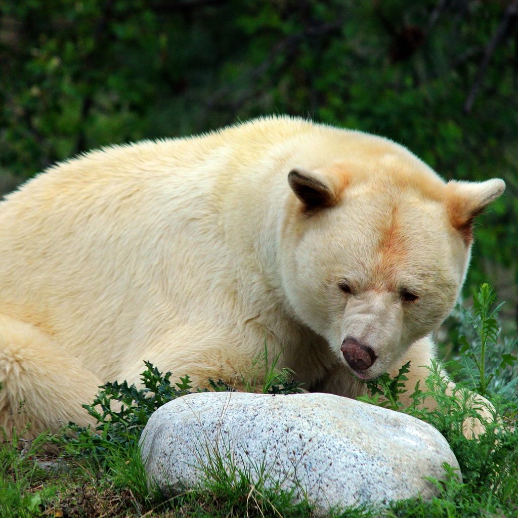 Обои морда, природа, поза, взгляд, медведь, белый, камень, face, nature, pose, look, bear, white, stone разрешение 2560x1707 Загрузить