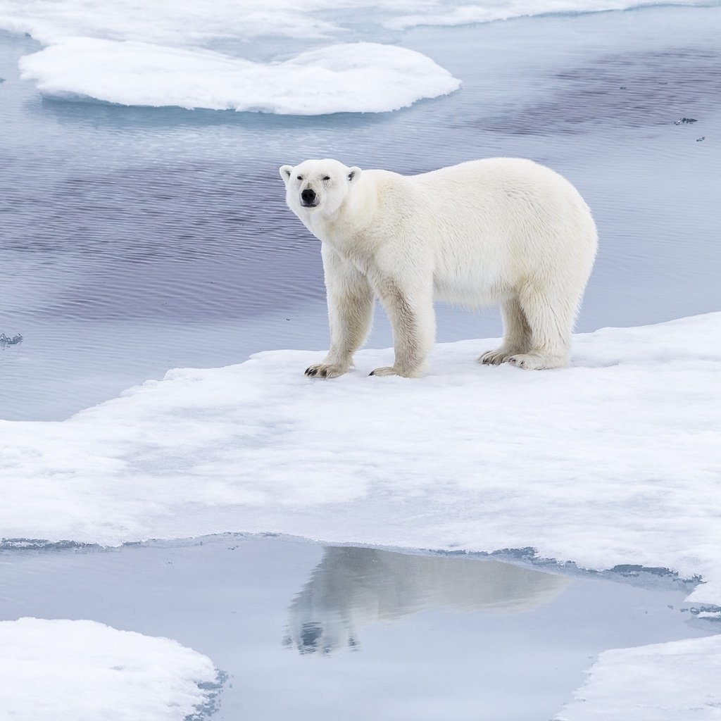 Обои морда, медведь, снег, лёд, природа, водоем, берег, льдины, белый медведь, зима, отражение, поза, взгляд, face, bear, snow, ice, nature, pond, shore, polar bear, winter, reflection, pose, look разрешение 1920x1280 Загрузить