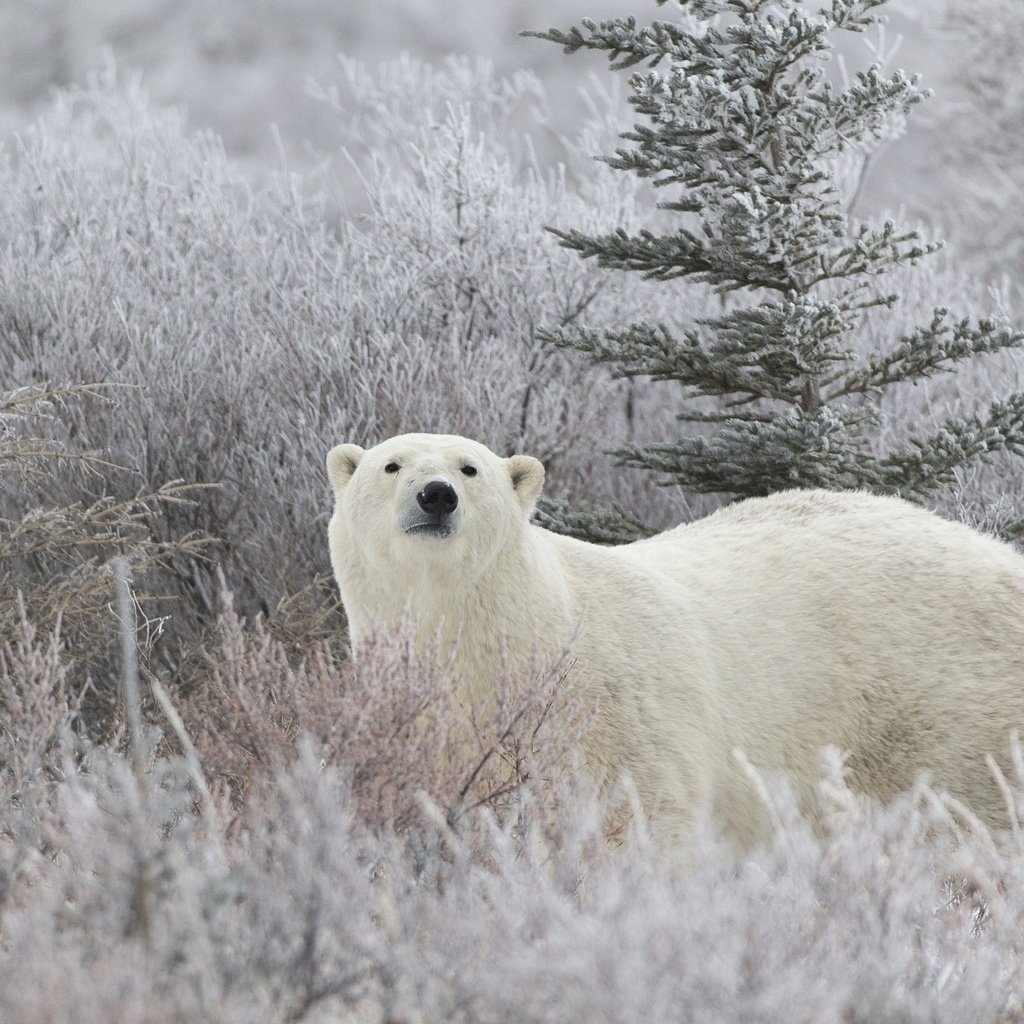 Обои морда, белый медведь, трава, снег, хвоя, зима, иней, взгляд, медведь, face, polar bear, grass, snow, needles, winter, frost, look, bear разрешение 2000x1412 Загрузить
