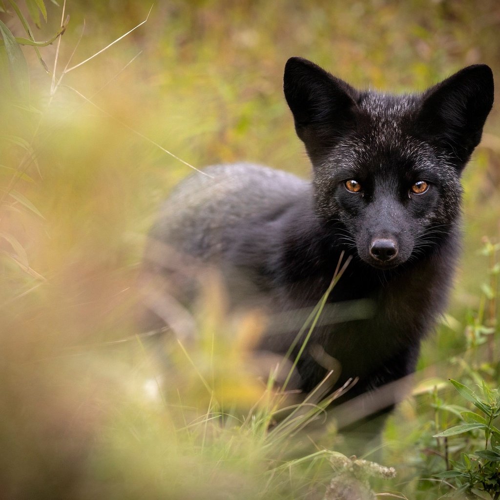 Обои морда, взгляд, лиса, чернобурая лисица, face, look, fox, silver fox разрешение 2048x1365 Загрузить