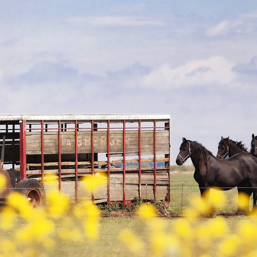 Обои небо, лошади, кони, телега, the sky, horse, horses, cart разрешение 3840x2160 Загрузить