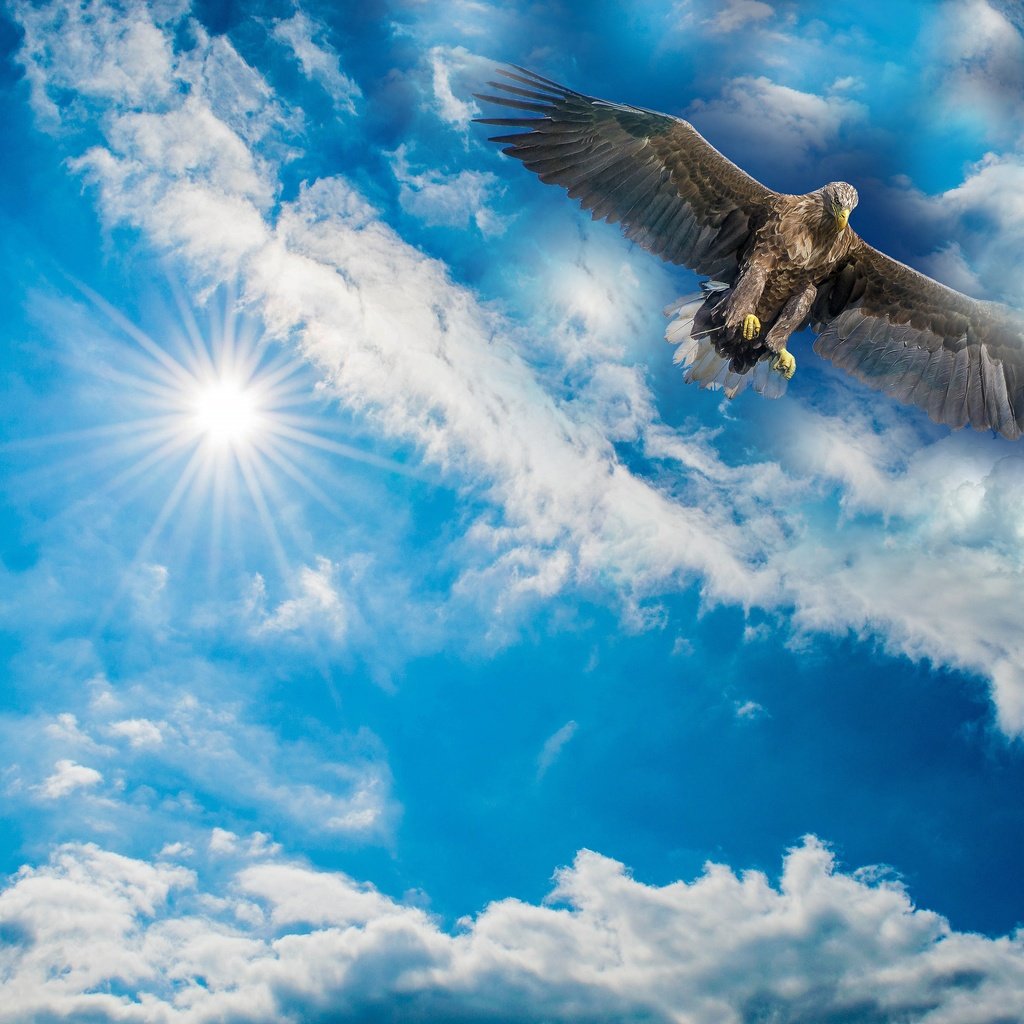 Обои небо, облака, солнце, рендеринг, орел, птица, размах крыльев, the sky, clouds, the sun, rendering, eagle, bird, wingspan разрешение 3840x2553 Загрузить