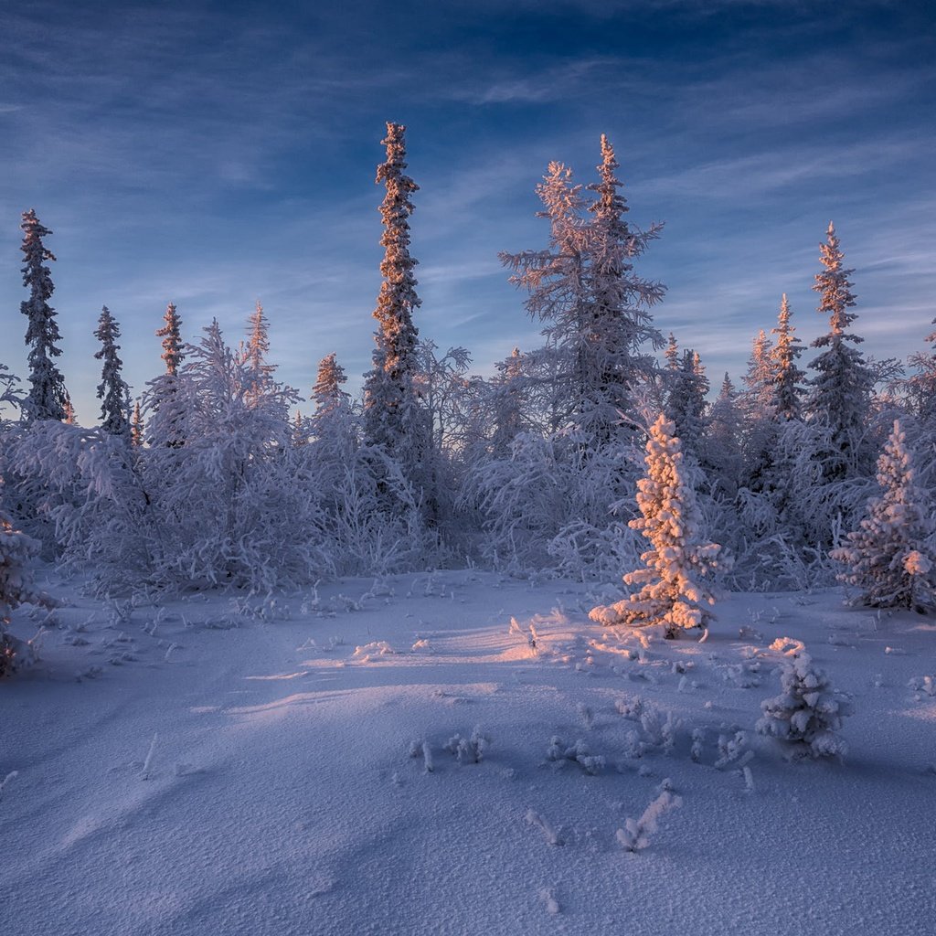 Обои небо, ели, свет, деревья, снег, природа, лес, зима, пейзаж, the sky, ate, light, trees, snow, nature, forest, winter, landscape разрешение 2000x1333 Загрузить