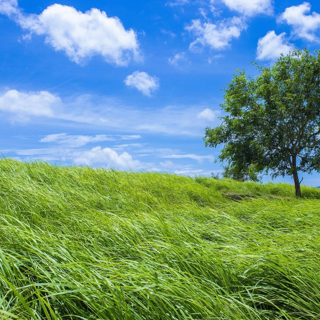 Обои небо, трава, дерево, зелень, поле, лето, the sky, grass, tree, greens, field, summer разрешение 3840x2160 Загрузить