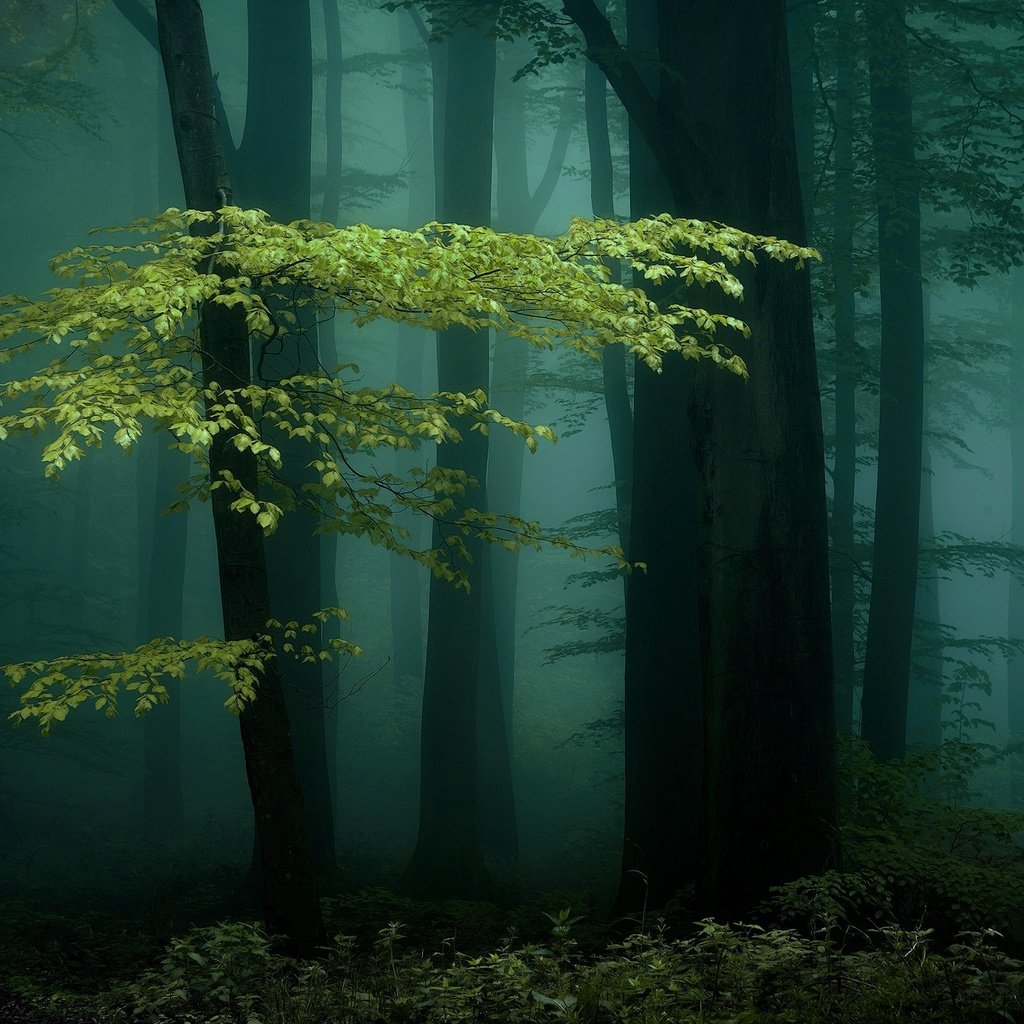 Обои ночь, деревья, природа, лес, туман, night, trees, nature, forest, fog разрешение 2000x1335 Загрузить