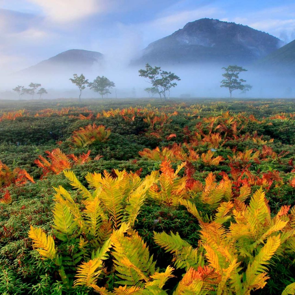 Обои осень, япония, папоротник, хоккайдо, autumn, japan, fern, hokkaido разрешение 1920x1080 Загрузить