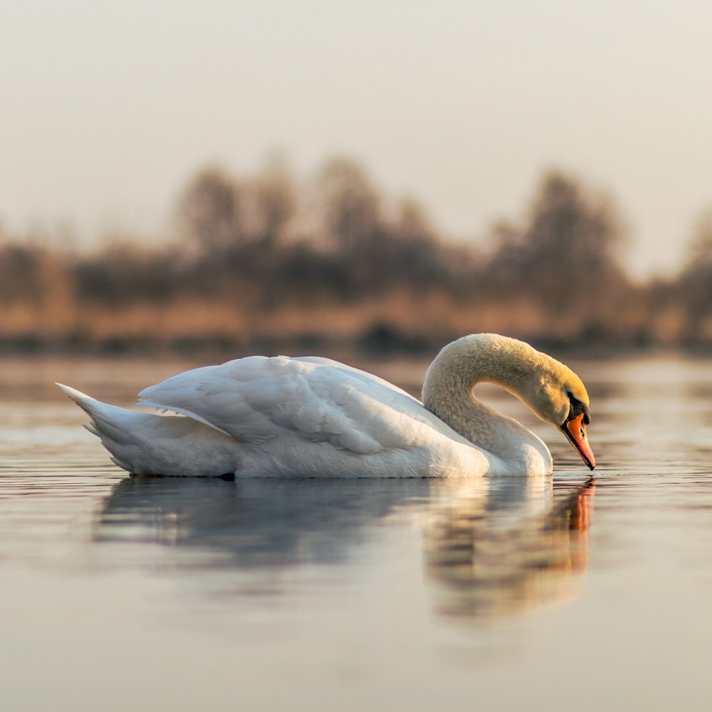 Обои отражение, белый, водоем, птица, лебедь, reflection, white, pond, bird, swan разрешение 5797x3865 Загрузить