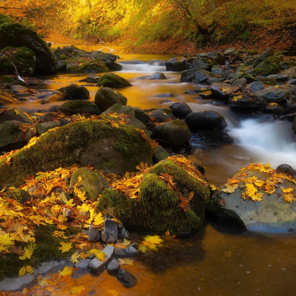 Обои природа, камни, лес, листья, ручей, осень, nature, stones, forest, leaves, stream, autumn разрешение 2000x1124 Загрузить