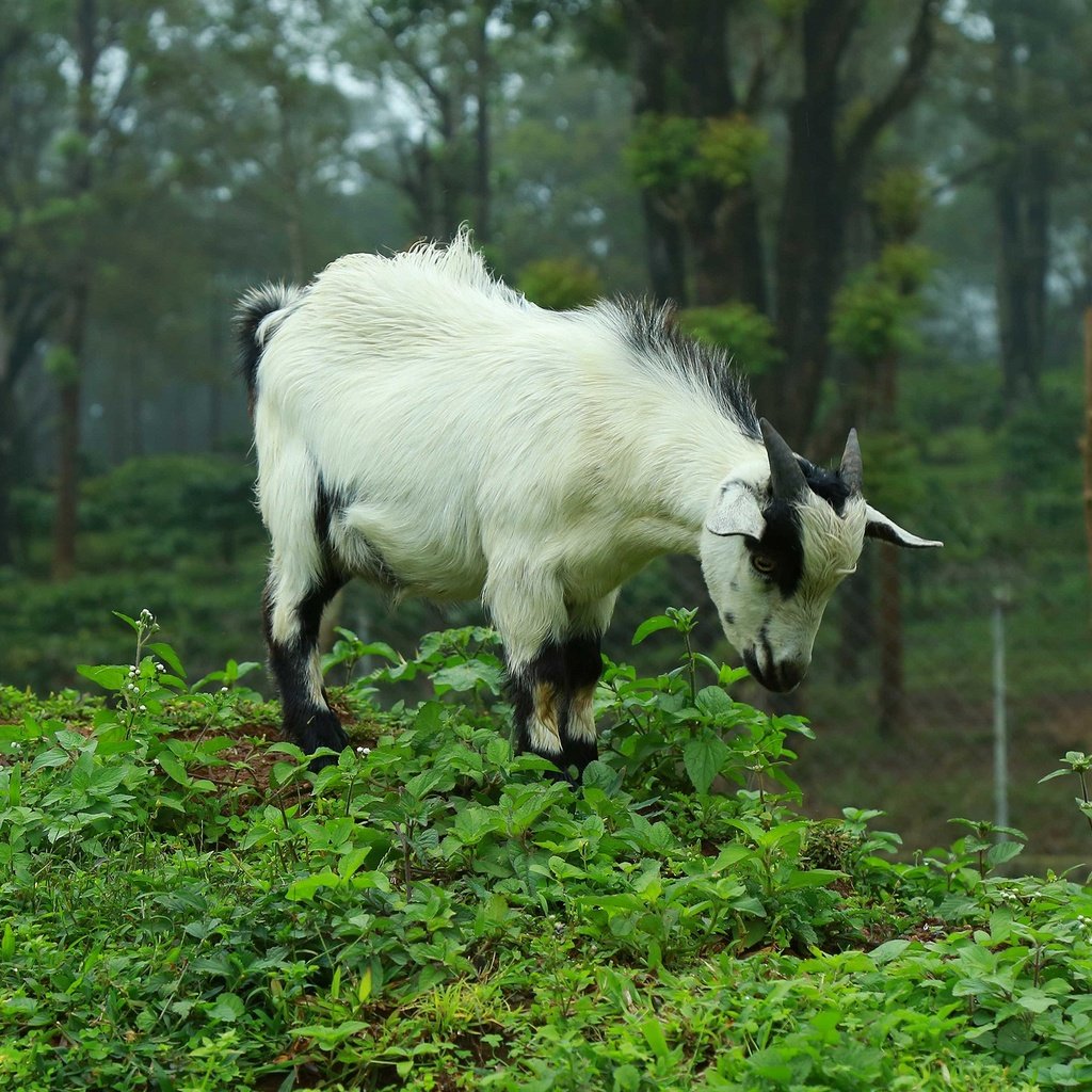 Обои природа, лес, коза, козлик, nature, forest, goat разрешение 2880x1620 Загрузить