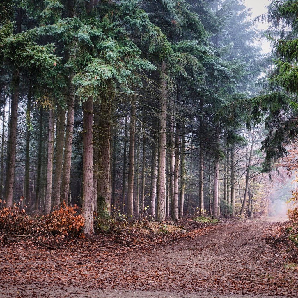 Обои природа, лес, nature, forest разрешение 2048x1365 Загрузить