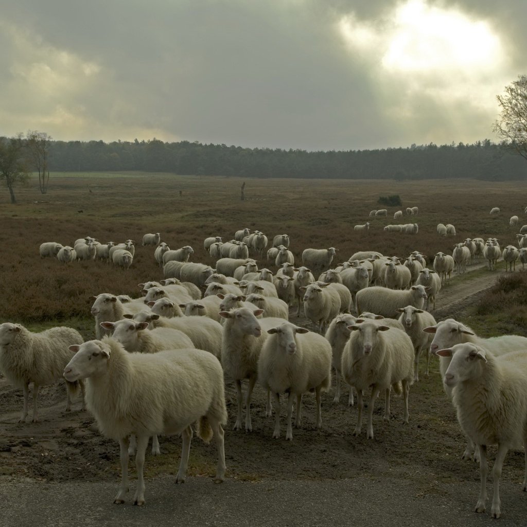 Обои природа, овцы, стадо, nature, sheep, the herd разрешение 2047x1356 Загрузить