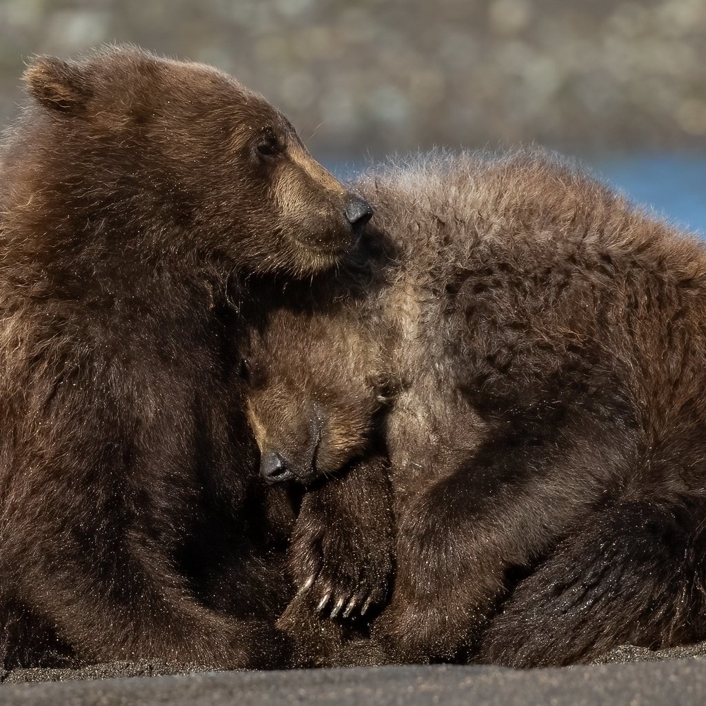 Обои река, природа, медведи, river, nature, bears разрешение 3840x2160 Загрузить