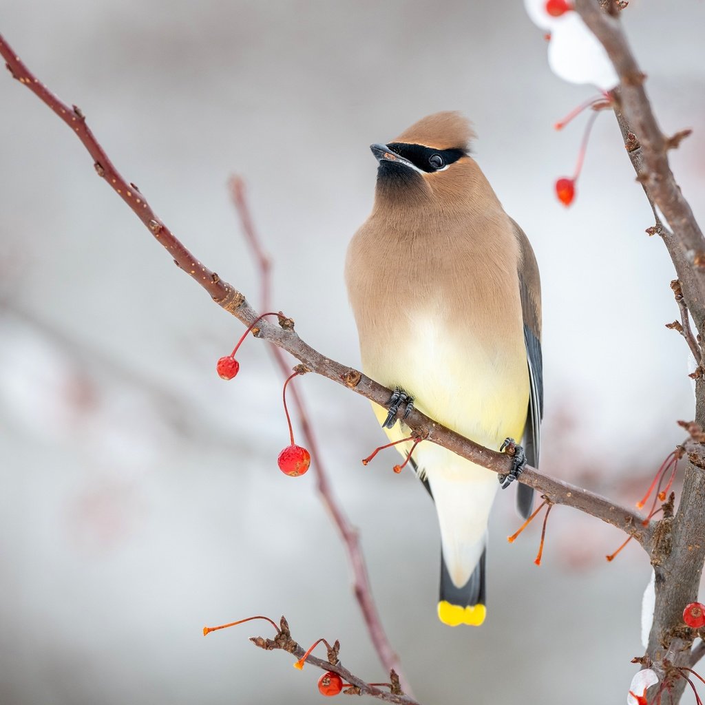 Обои снег, зима, фон, ветки, птица, ягоды, свиристель, snow, winter, background, branches, bird, berries, the waxwing разрешение 3840x2160 Загрузить