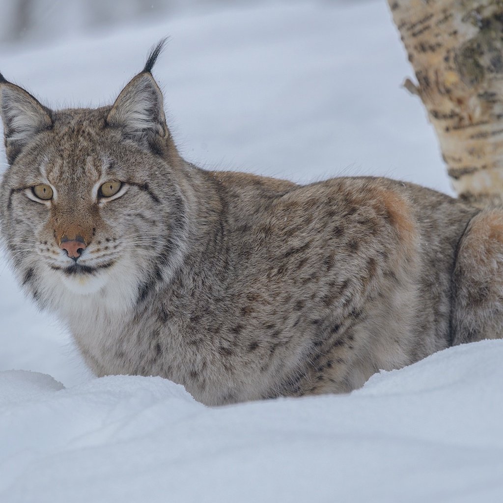 Обои снег, зима, рысь, взгляд, дикая кошка, snow, winter, lynx, look, wild cat разрешение 1920x1280 Загрузить