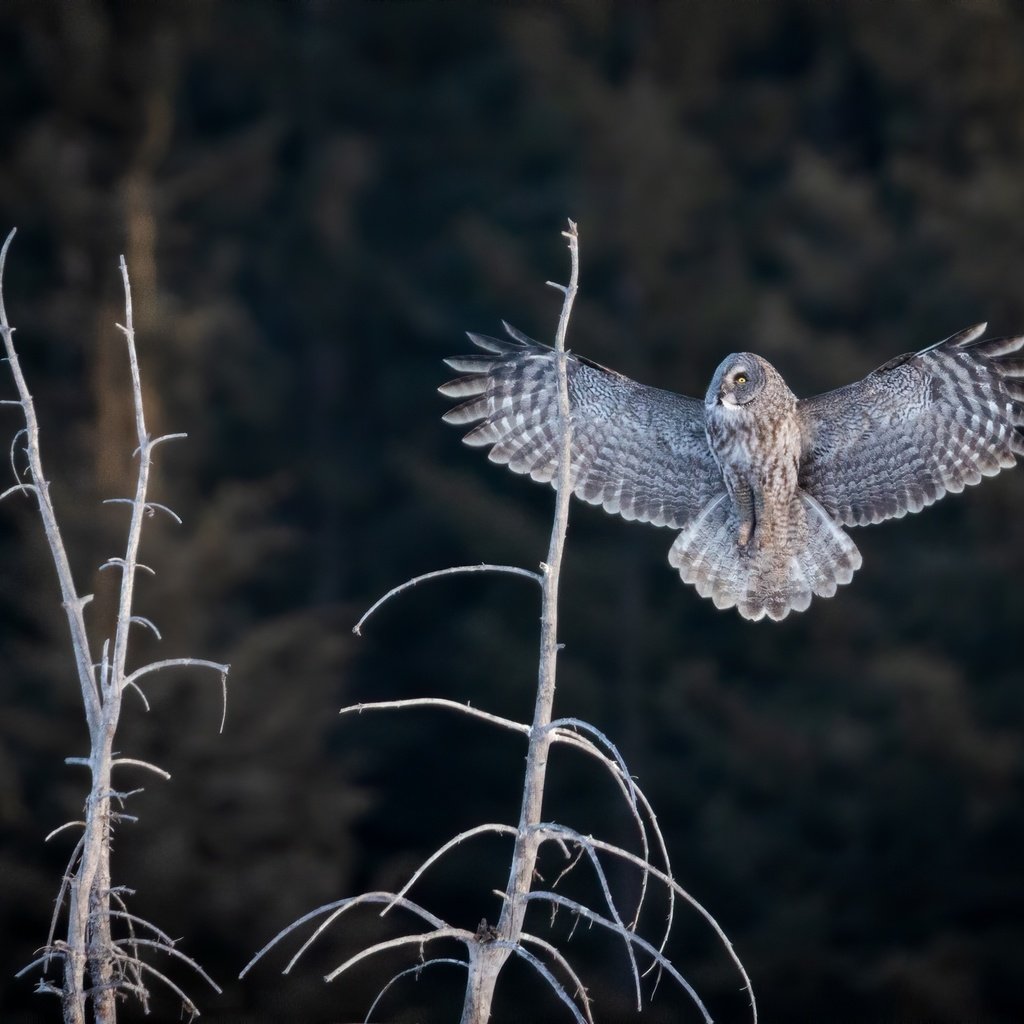 Обои сова, лес, полет, ветки, птица, темный фон, неясыть, owl, forest, flight, branches, bird, the dark background разрешение 2400x1600 Загрузить