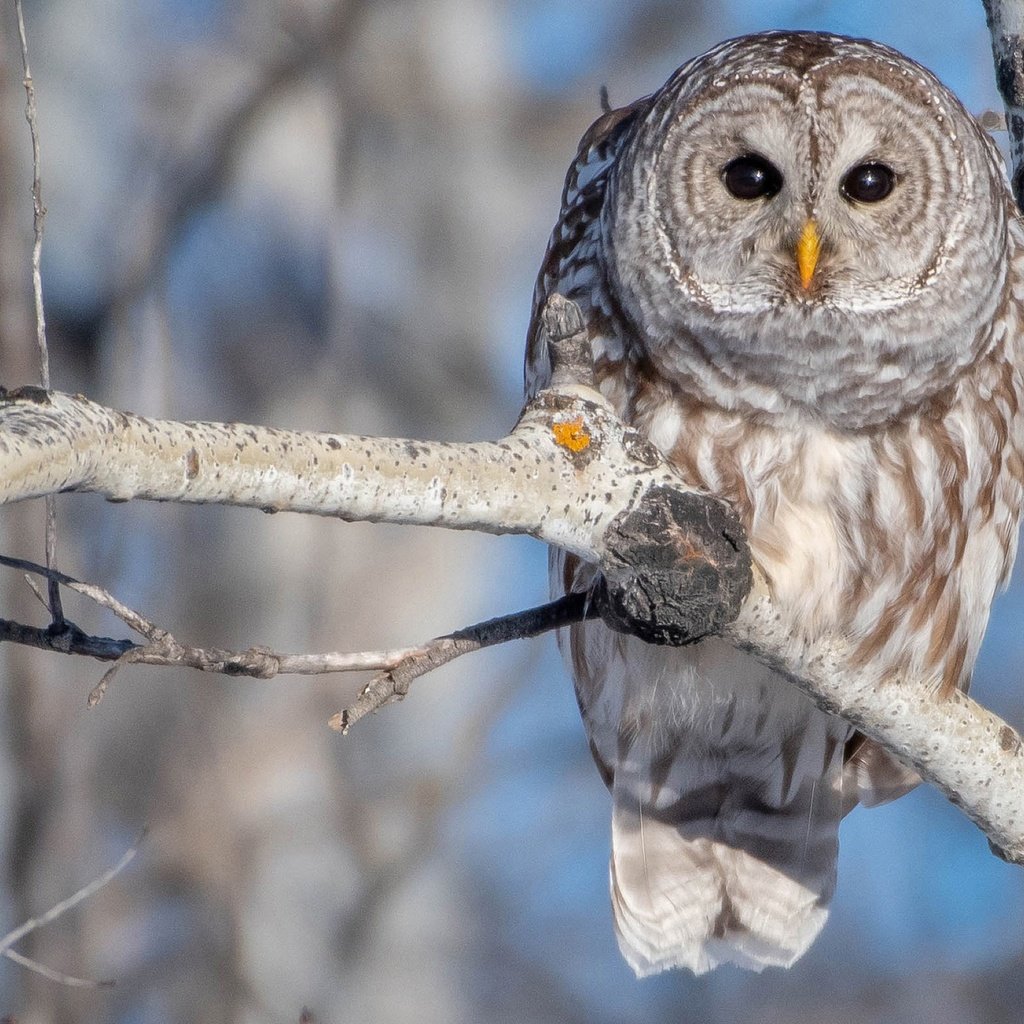 Обои сова, ветка, дерево, птица, береза, боке, пестрая неясыть, owl, branch, tree, bird, birch, bokeh, a barred owl разрешение 2048x1366 Загрузить