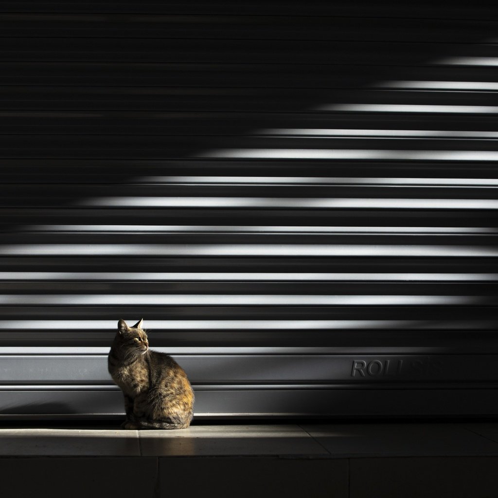 Обои свет, кошка, light, cat разрешение 2500x1667 Загрузить