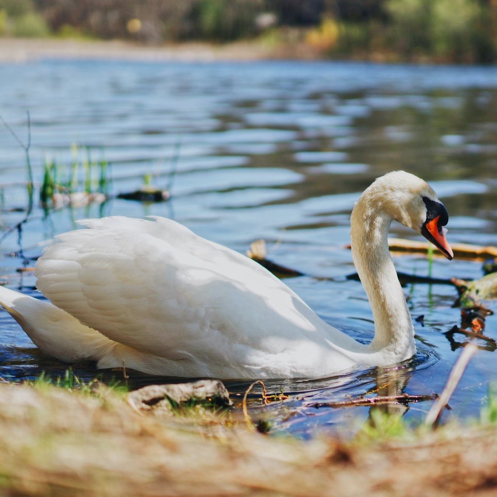 Обои свет, вода, берег, белый, водоем, птица, пруд, лебедь, light, water, shore, white, pond, bird, swan разрешение 5056x3366 Загрузить